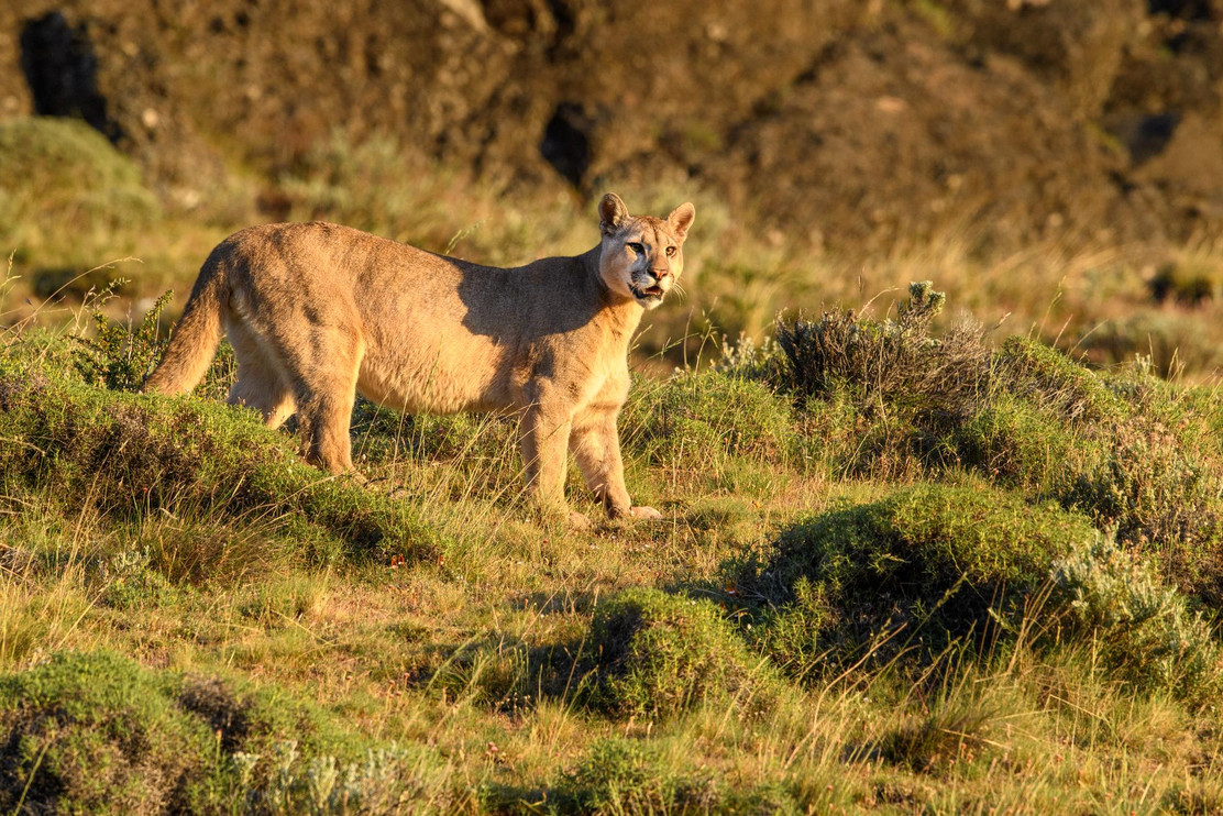 Male puma 2