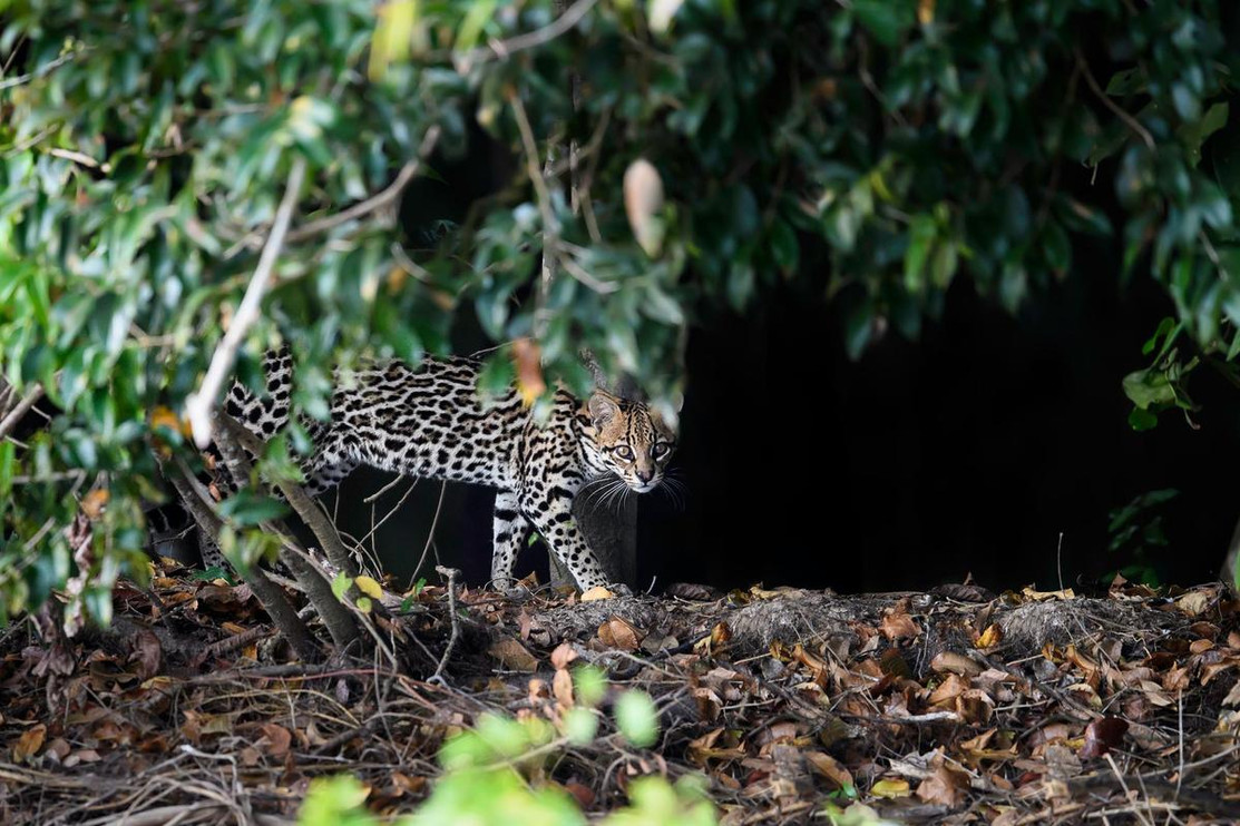 Ocelot in Brazil 2