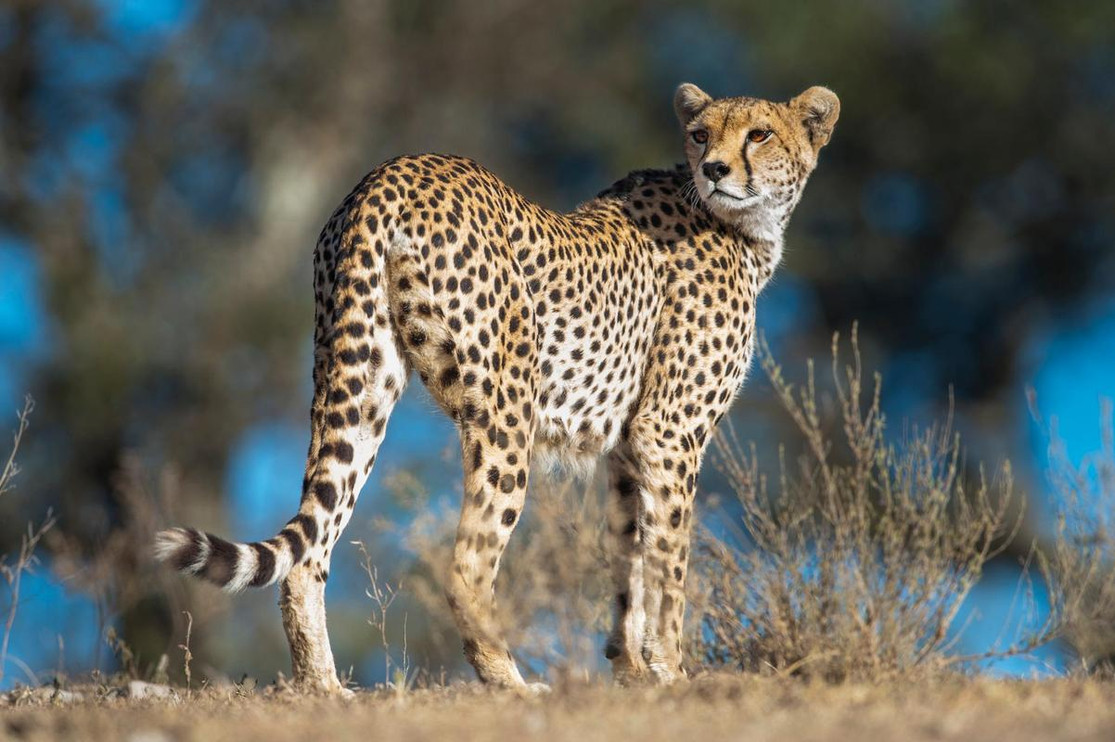 Cheetah
