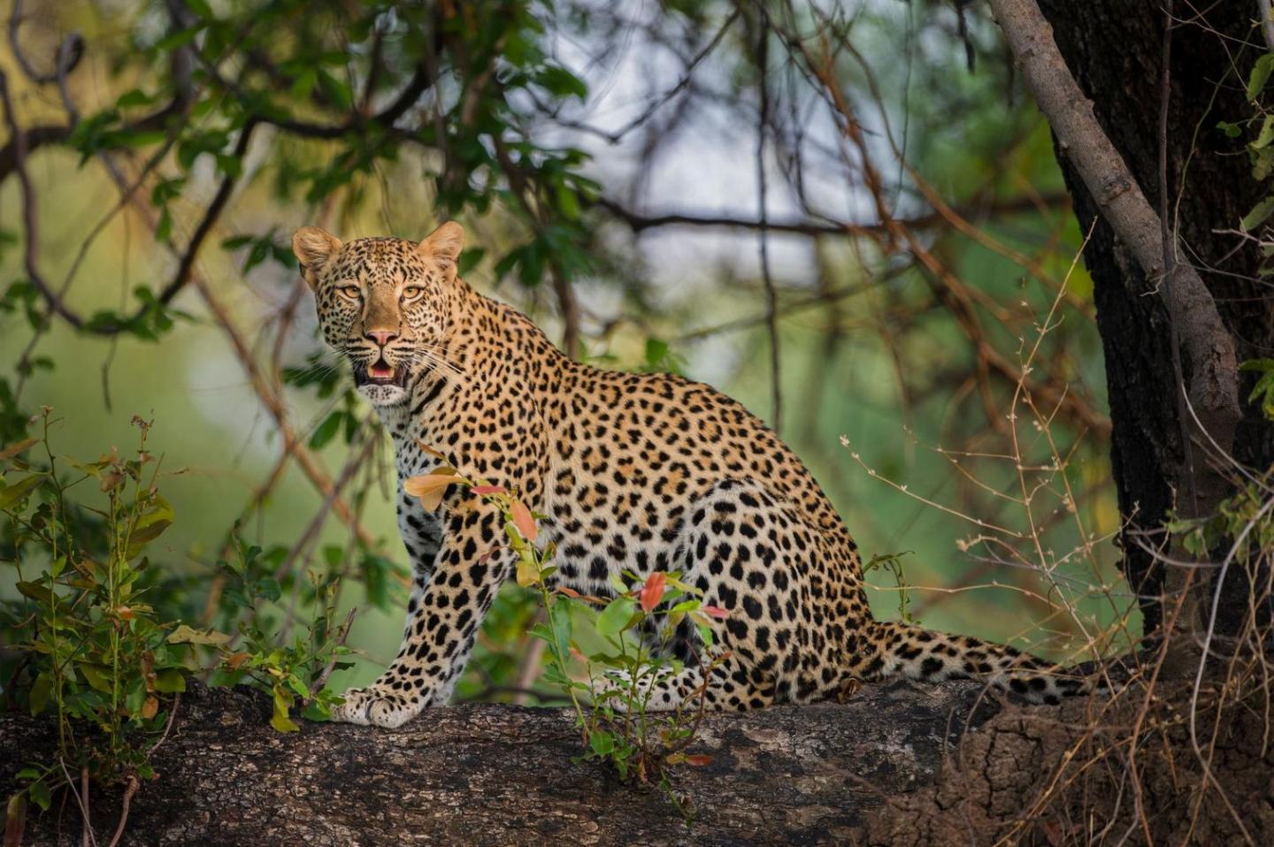 Young female leopard in Zambia