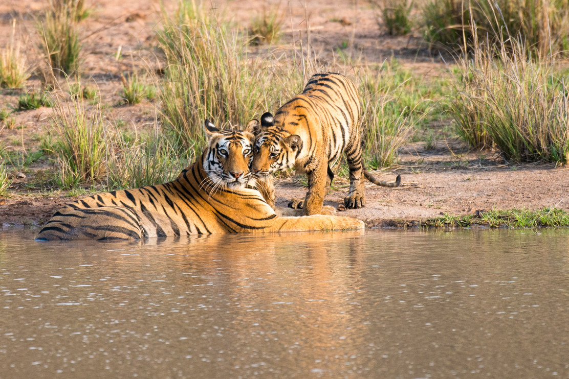 Mother tiger and cub