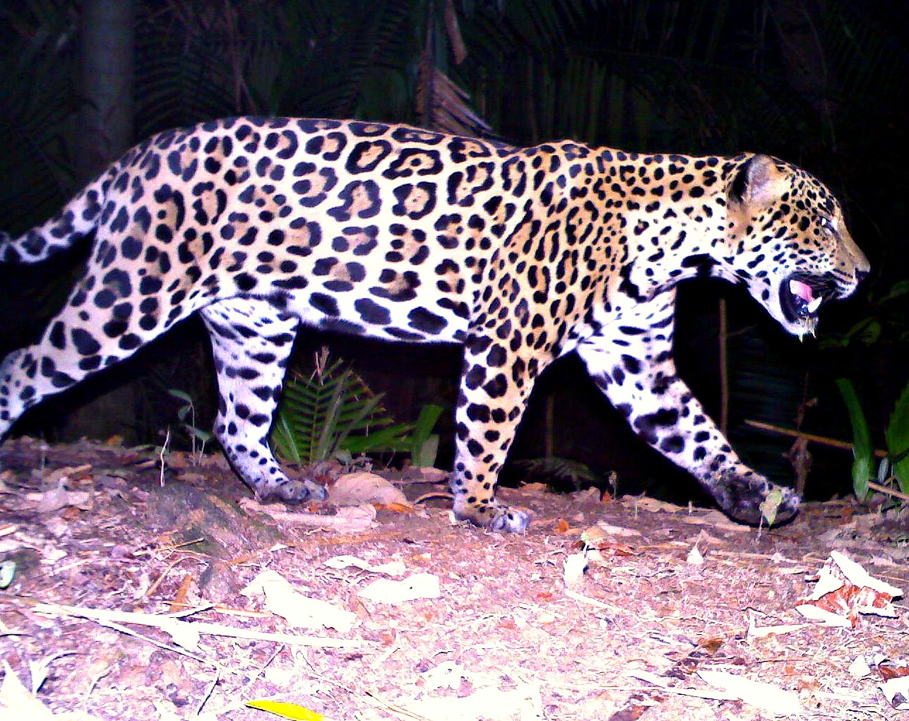 Jaguar walking