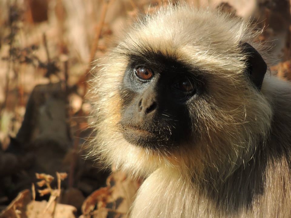 Langur