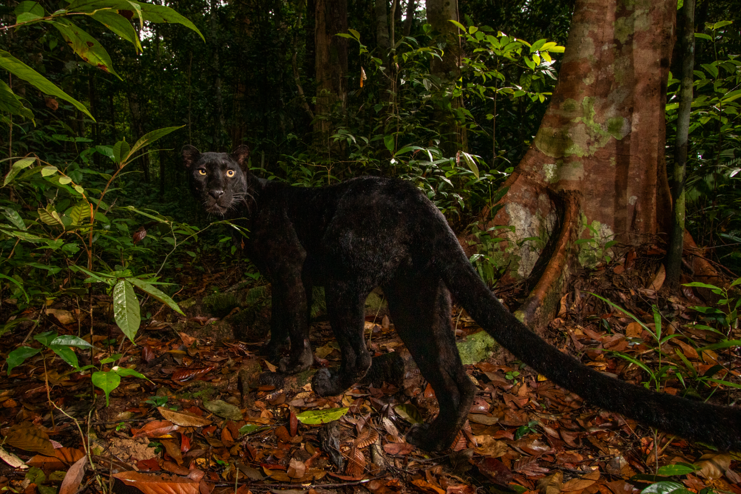 A melanistic Indochinese leopard in Malaysia