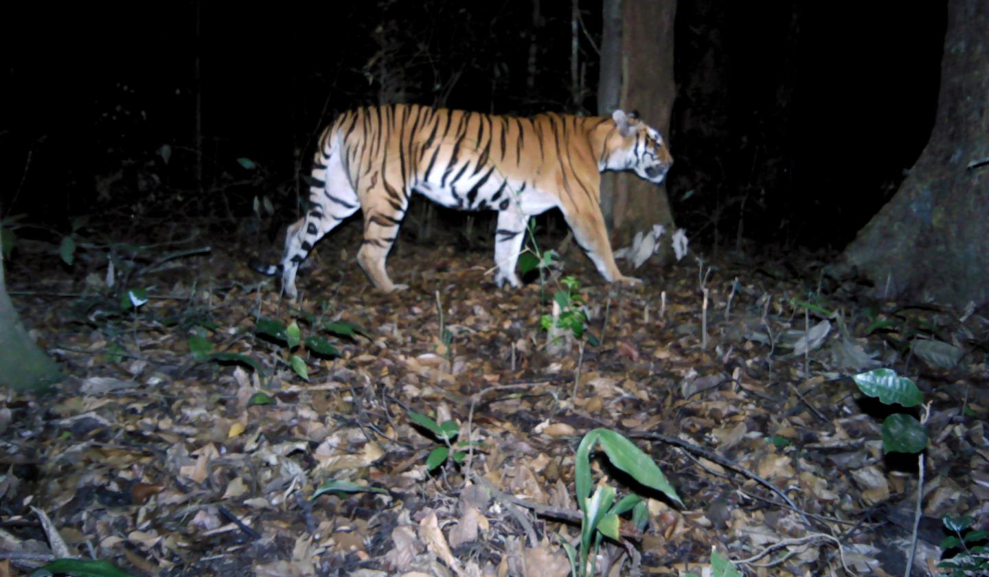 Tiger camera trap