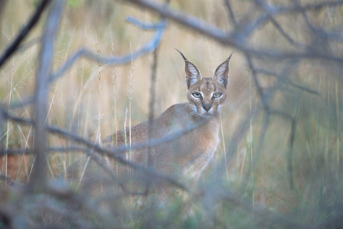 Caracal staring out