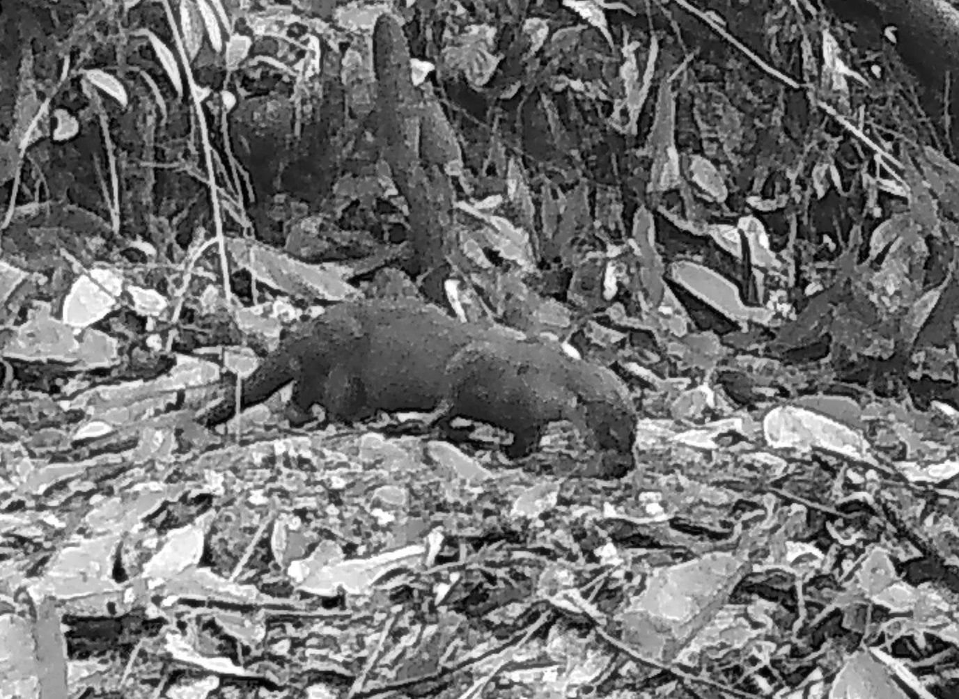 Camera trap photo of an otter
