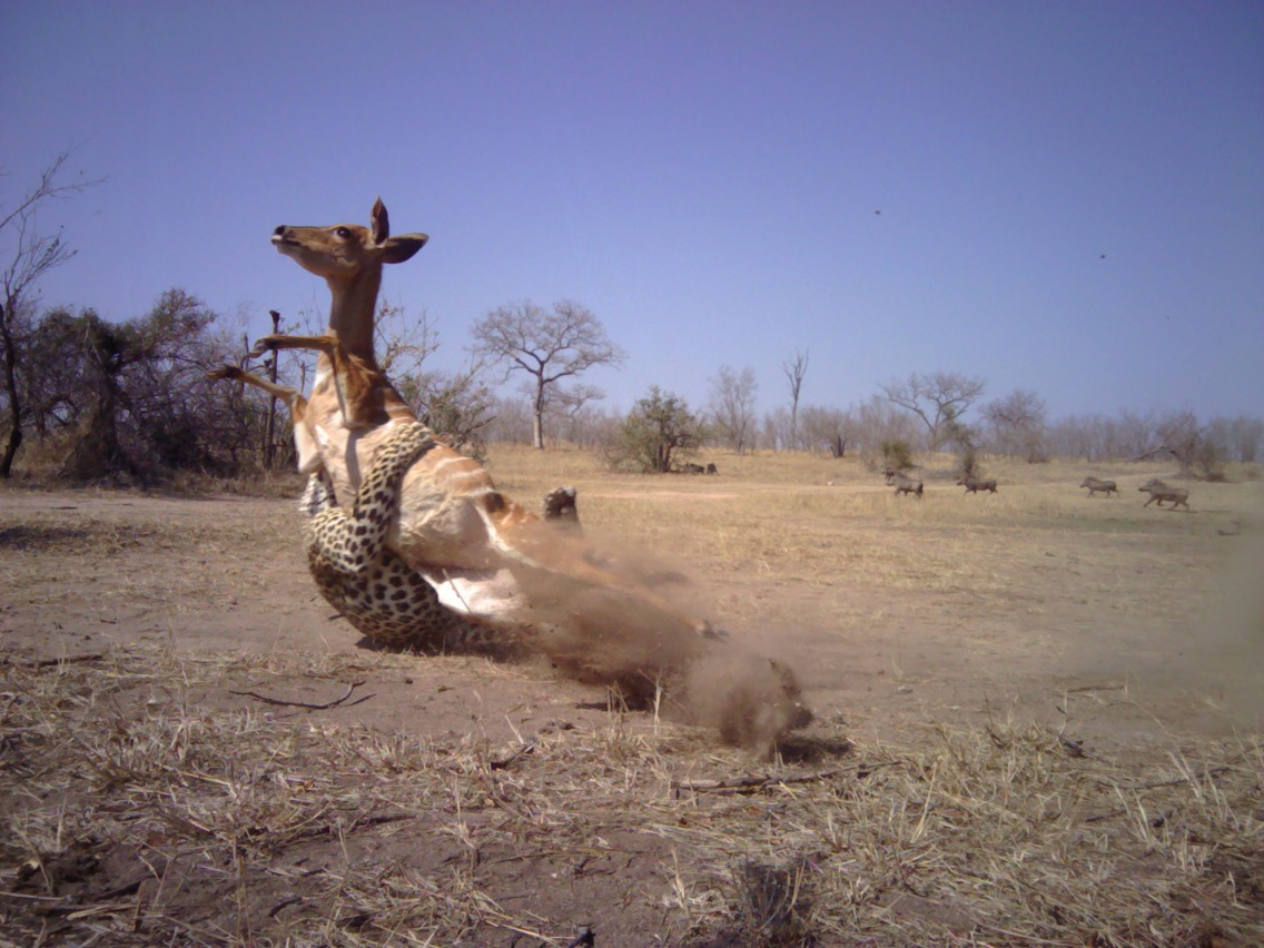 Amazing camera trap image