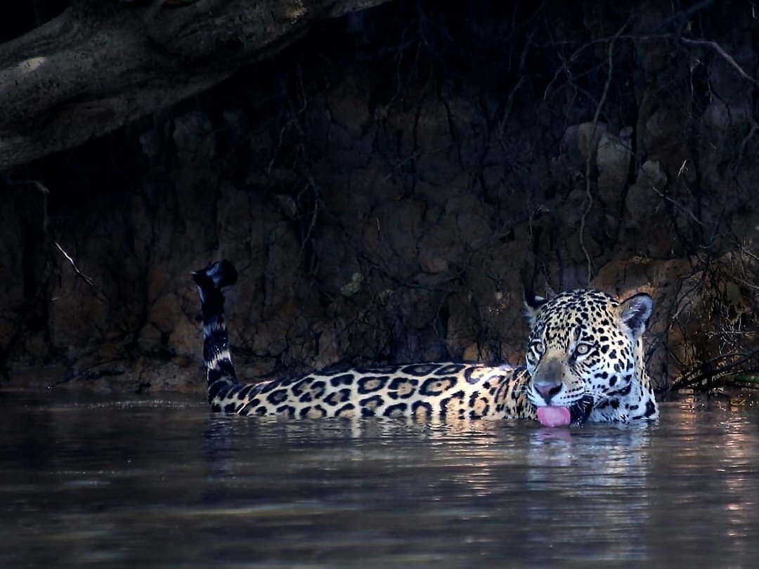 Jaguar Pantanal