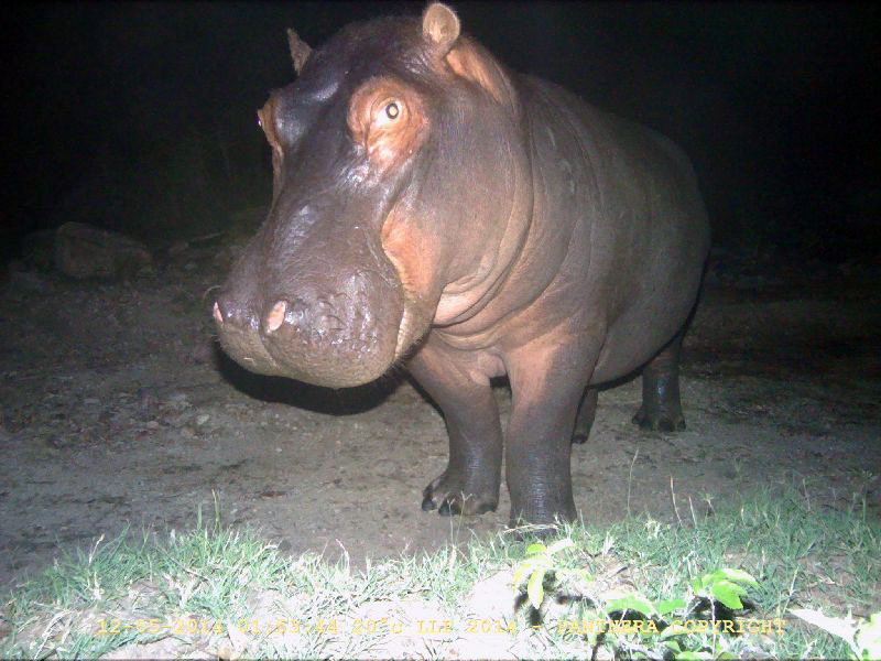 Hippo
