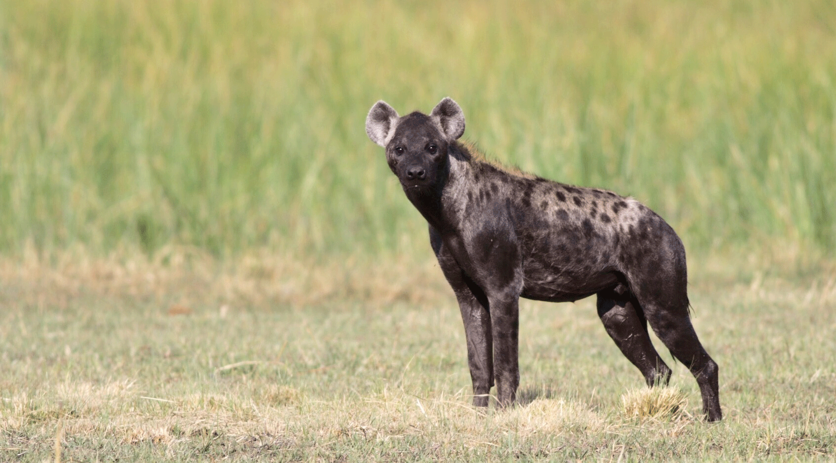Hyena