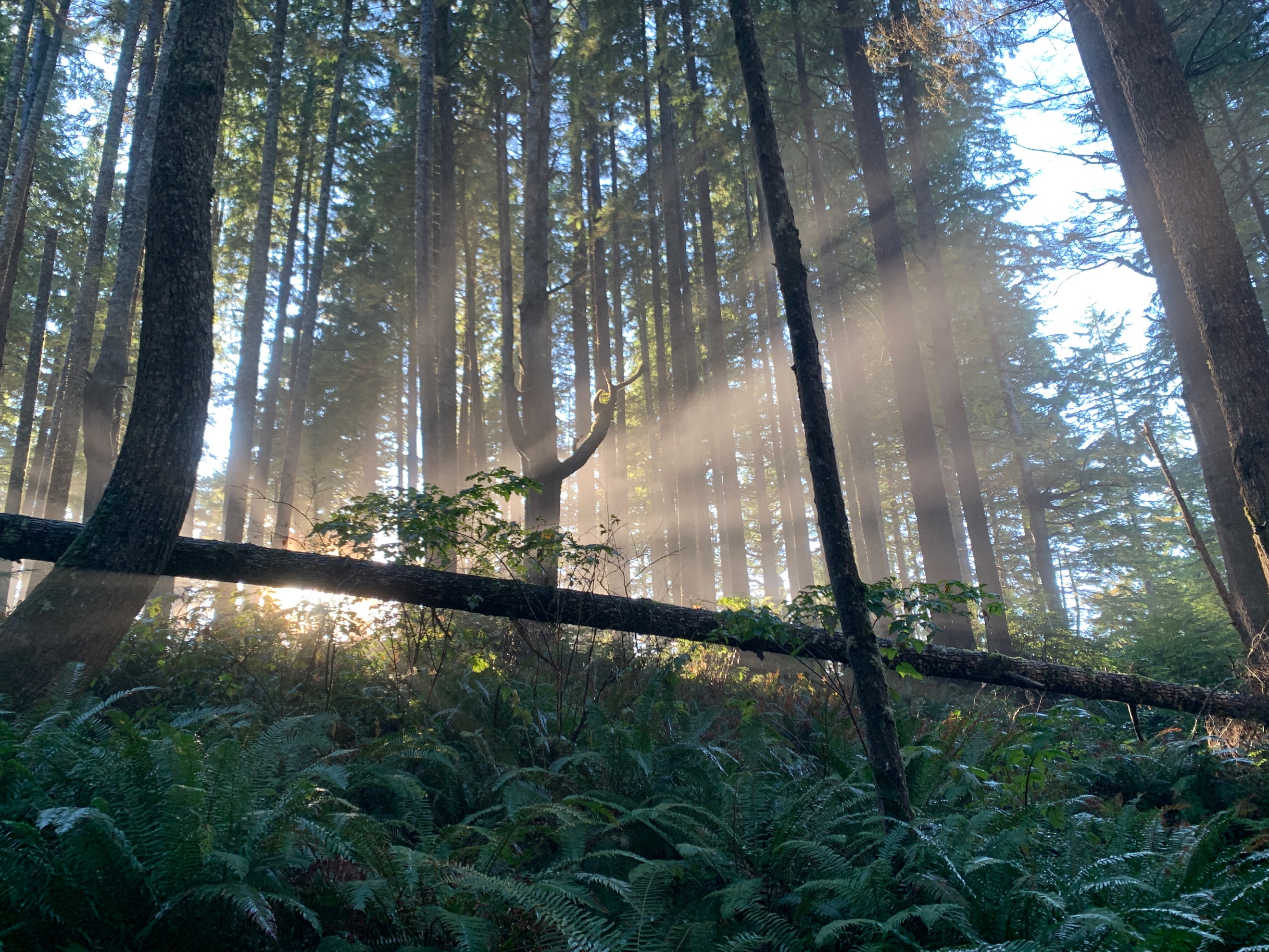 Sunlight cuts through Olympic National Park on South Coast Wilderness Trail.