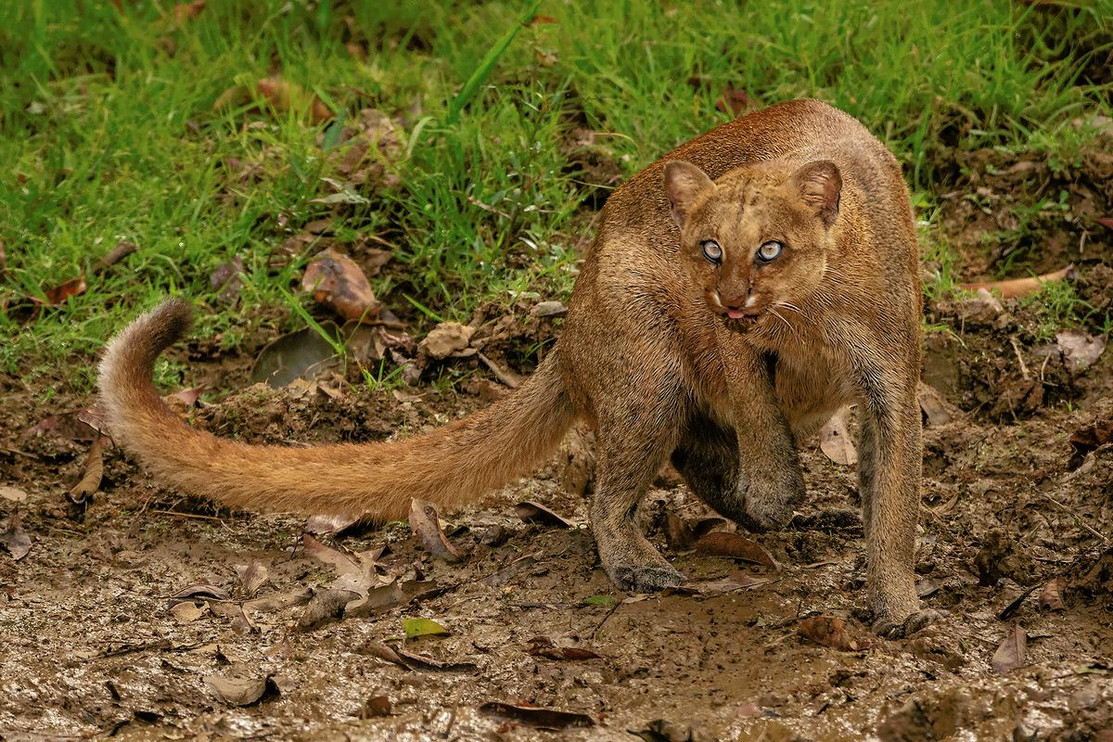 Jaguarundi in Colombia
