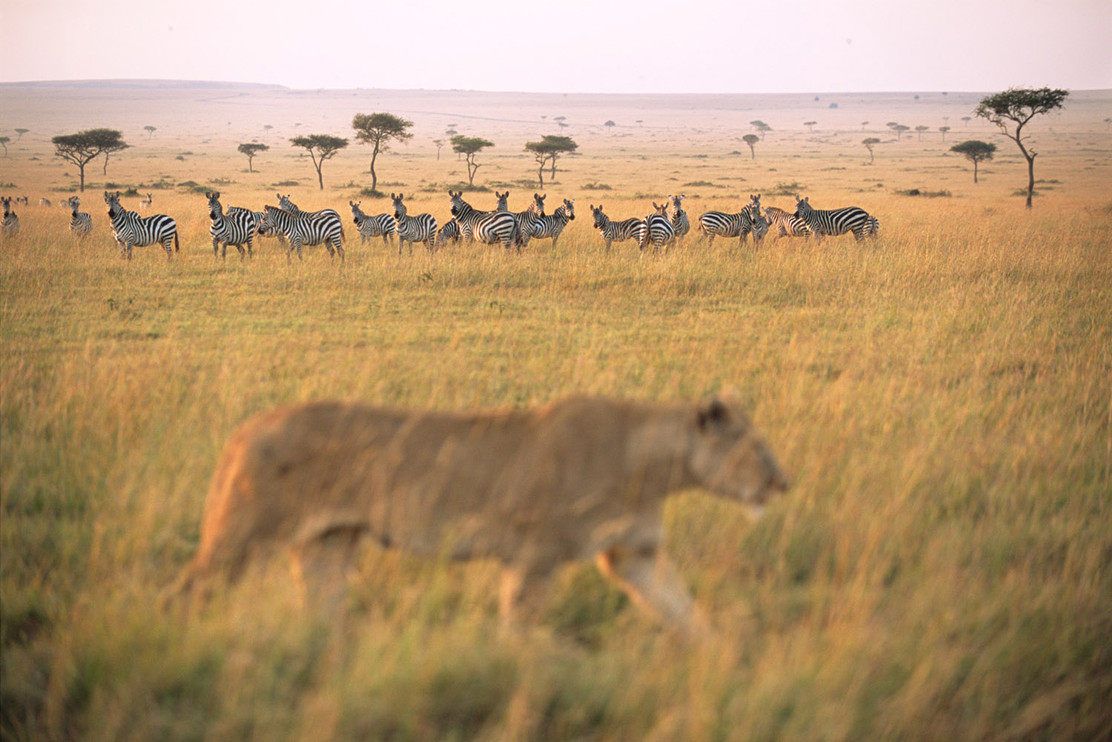 Lion with zebras in the background
