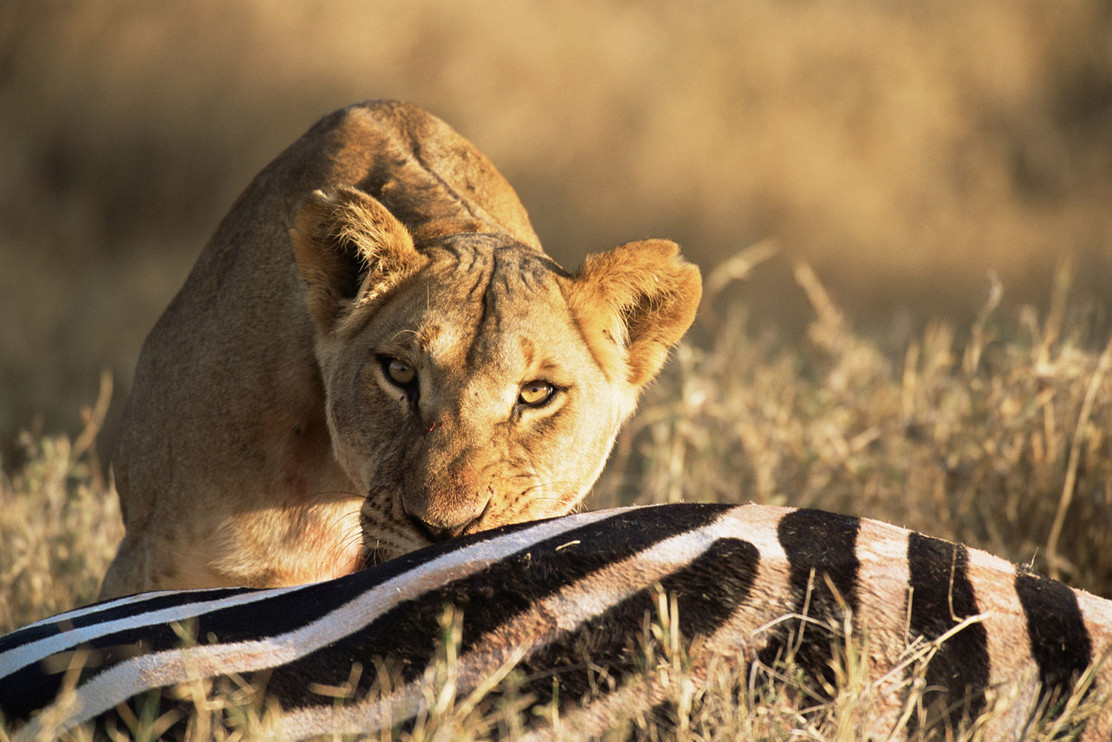 Lion eating zebra