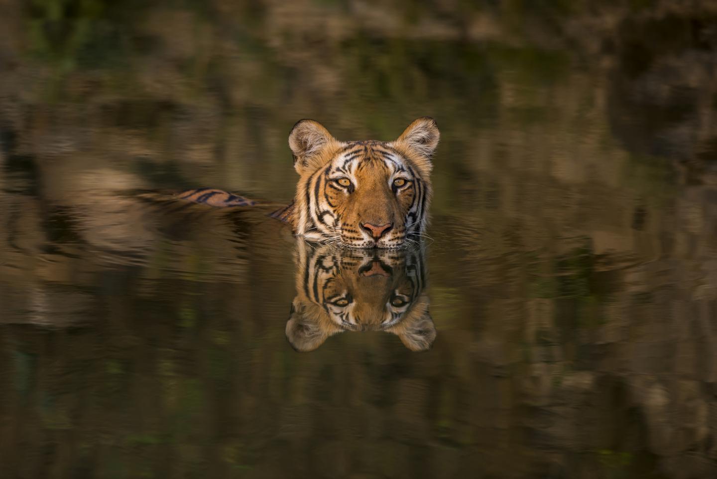 Swimming tiger.