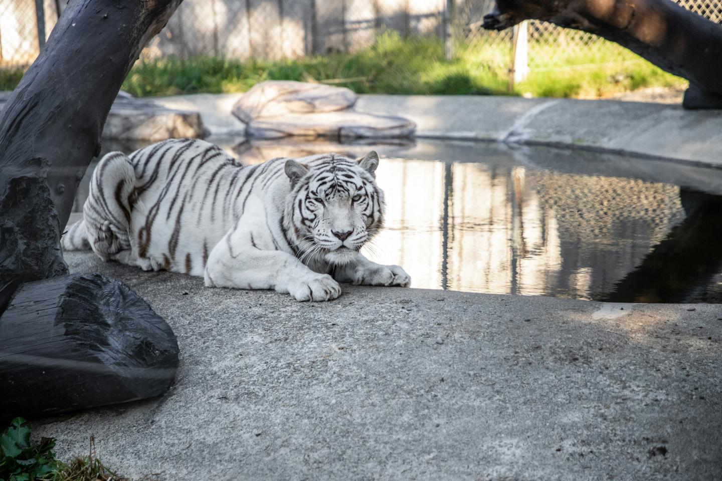 white tiger