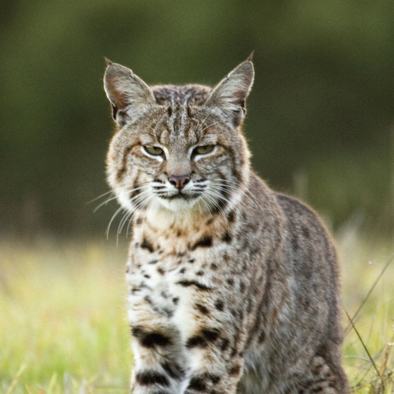 Bobcat