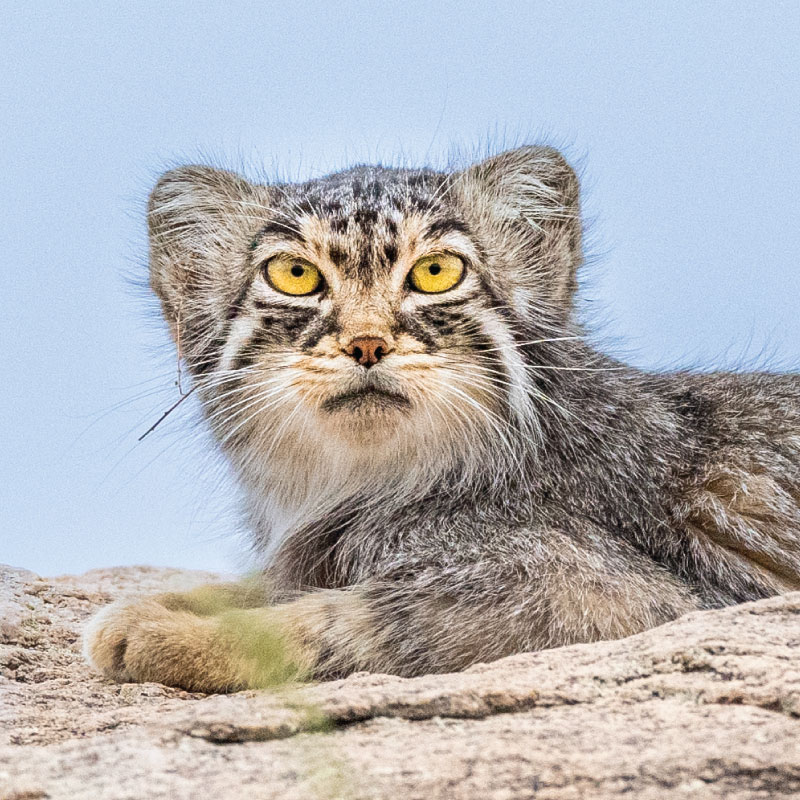 Pallas's Cat