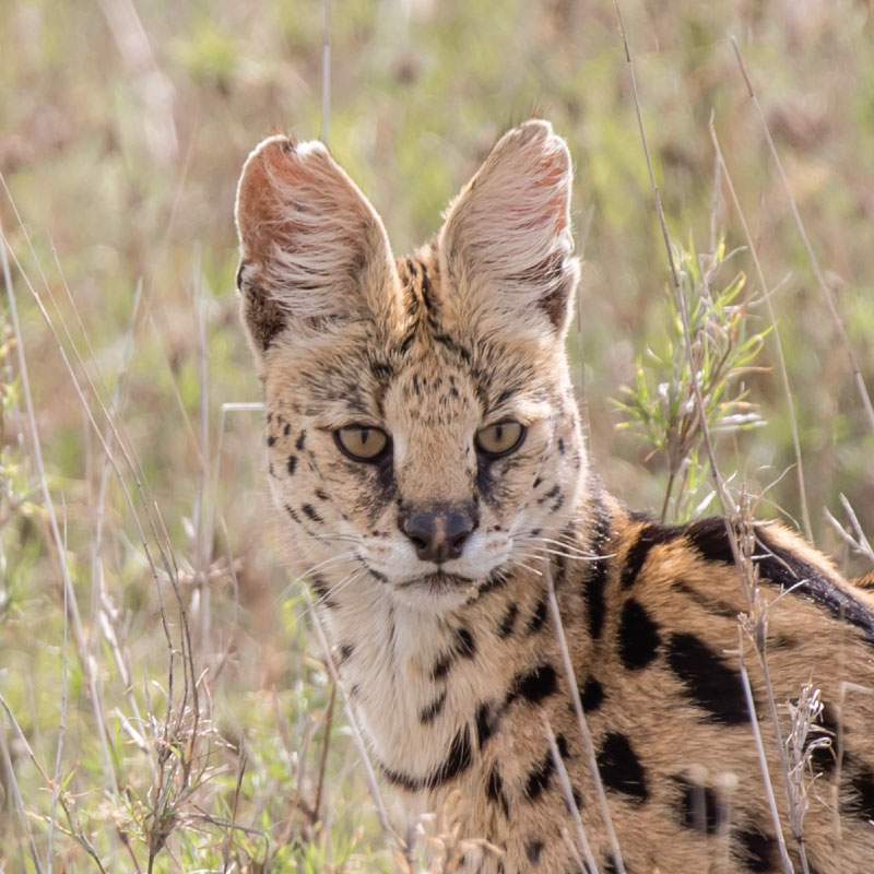 Serval