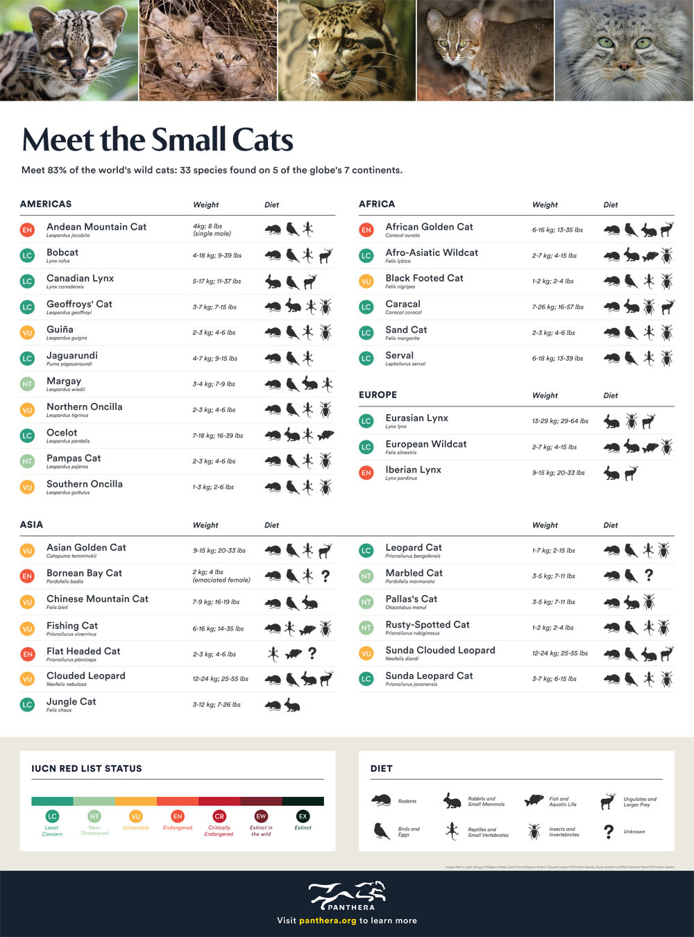 Meet the Small Cats Fact Sheet