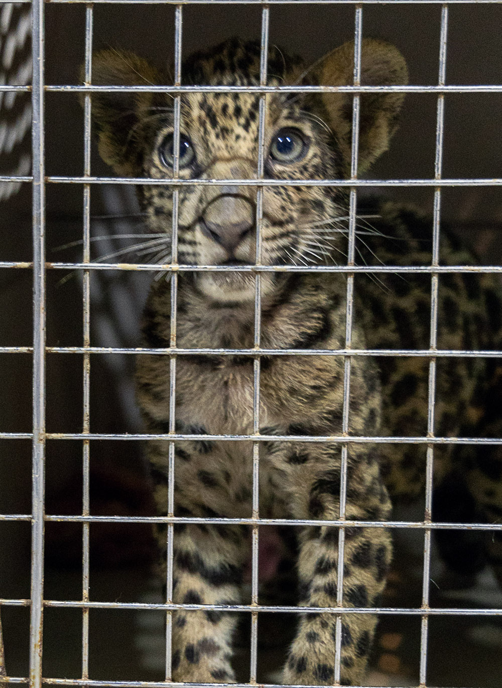 wild cat In Cage