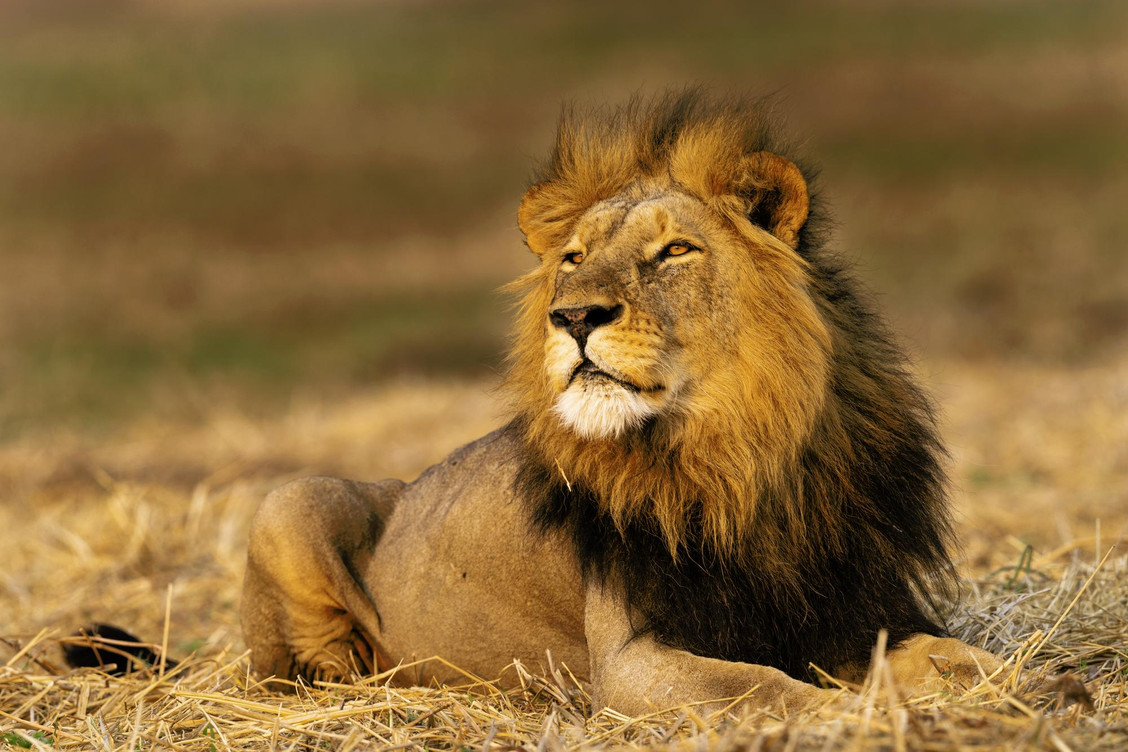 Male African Lion (Panthera leo) basking in the sun at Kafue National Park