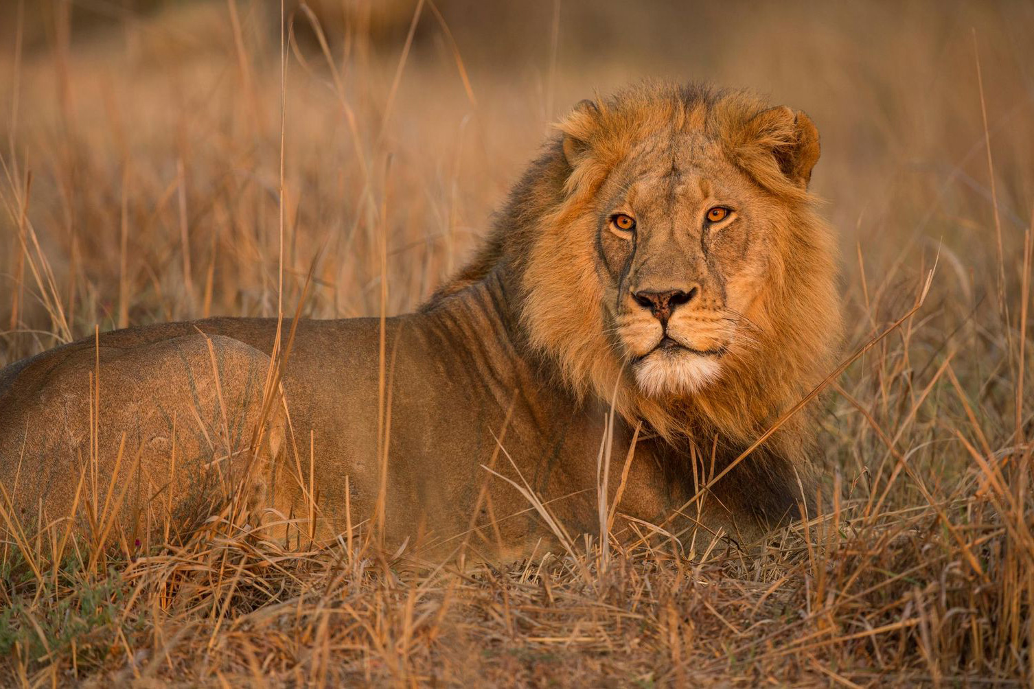 Male lion laying in savanna
