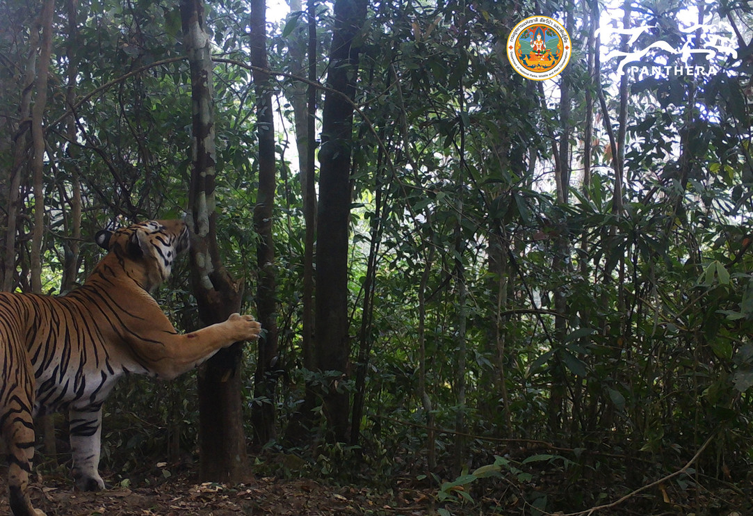 A tiger investigates a camera trap in DPKY&nbsp;