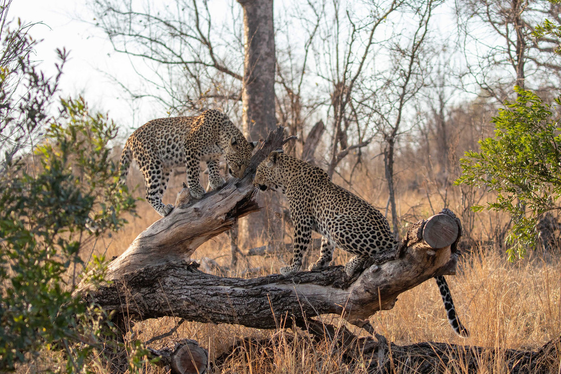 Two leopards at Sabi Sands Game Reserve in South Africa