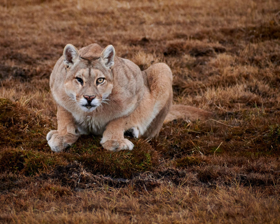 Blinka the puma