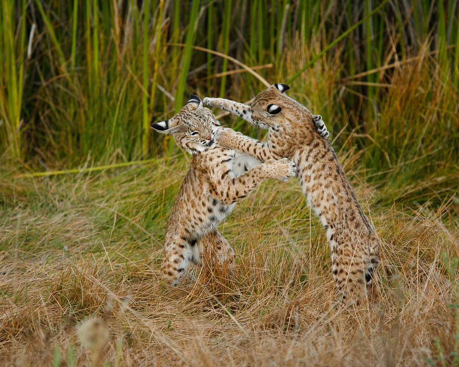 Two bobcats playing 