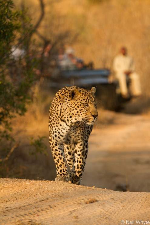 Leopard walking