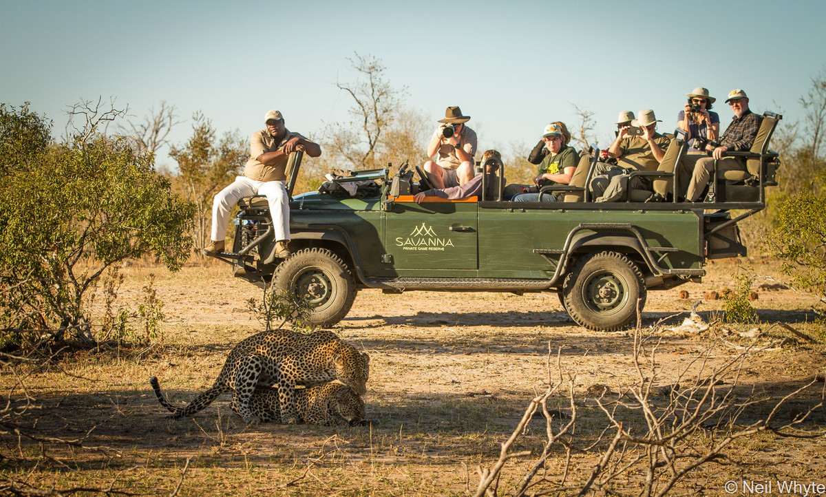 Tourists watch leopards mating