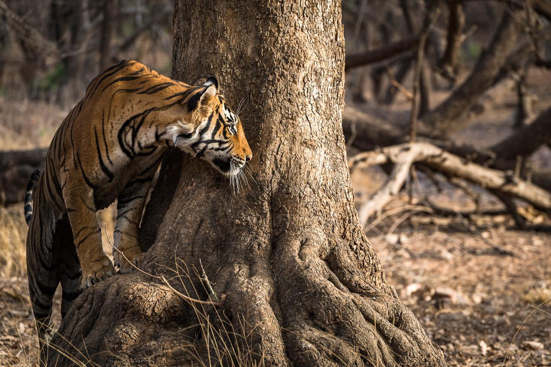 Tiger next to a tree