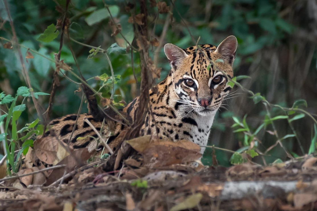 A female ocelot in the Brazilian rainforest