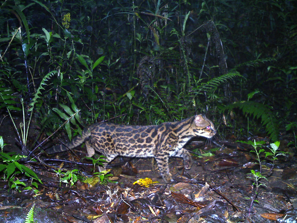 Northern oncilla ©Amaia Autor/Panthera&nbsp;