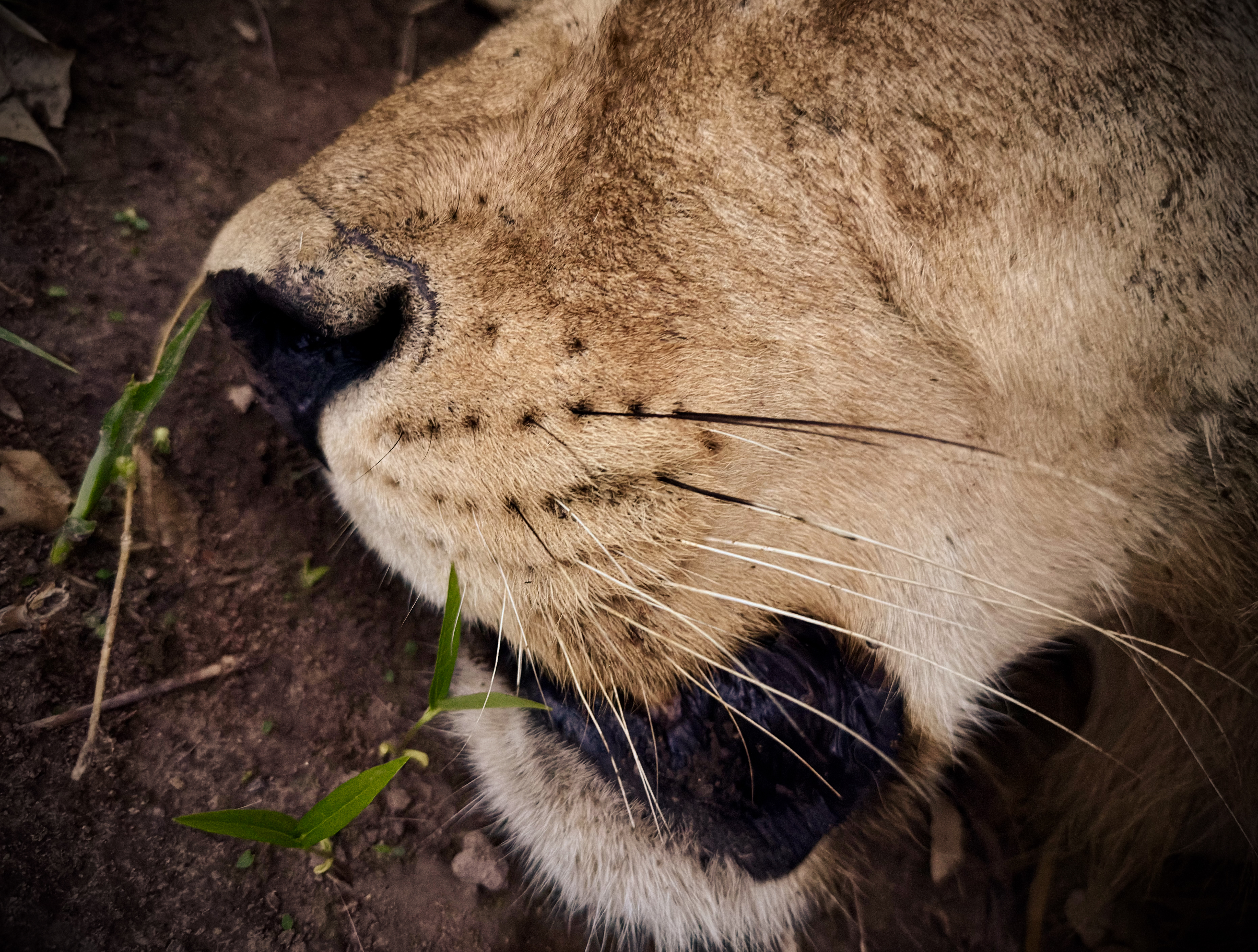 Panthera scientists will study the lions' whisker spot patterns for identification.