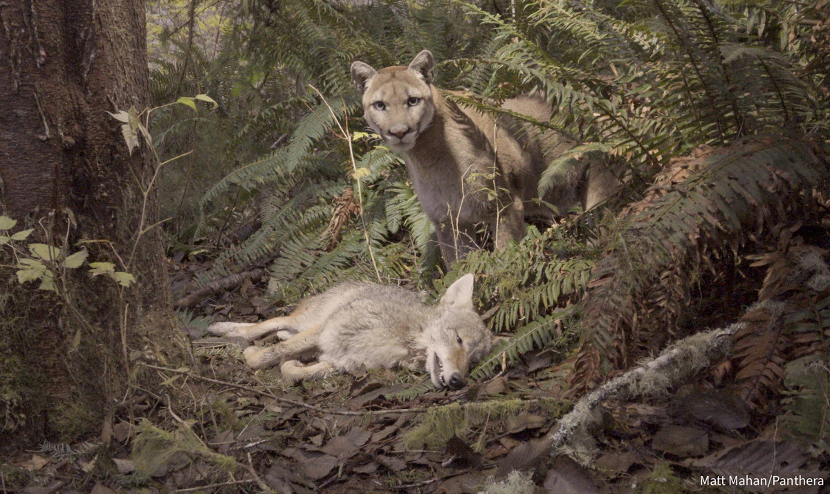 Female cougar stands over a coyote she killed