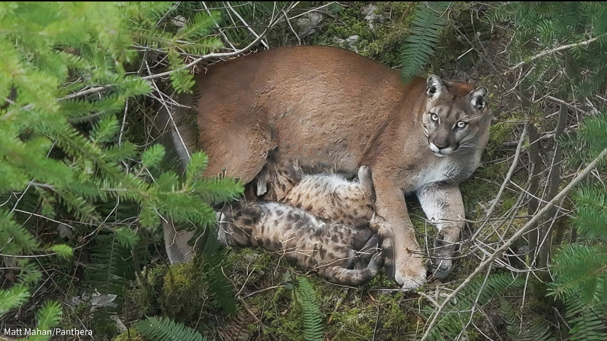 Female puma with two cubs