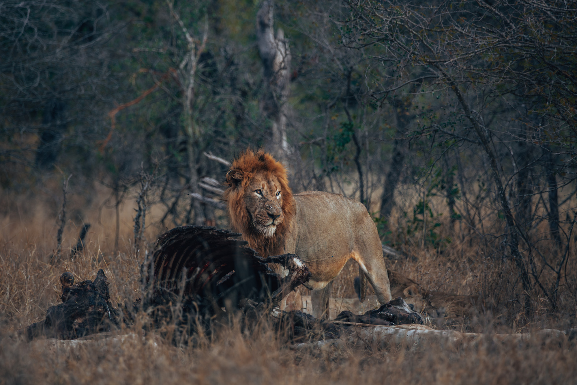 Male lion near carcass