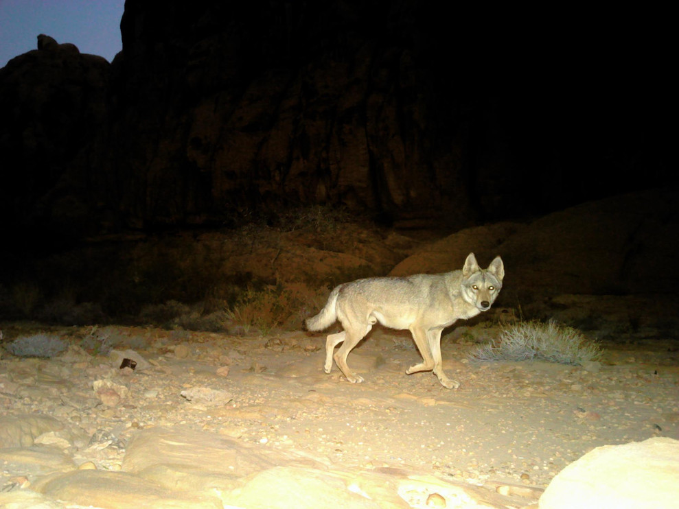 Panthera monitors carnivores like Arabian wolves with remote cameras.