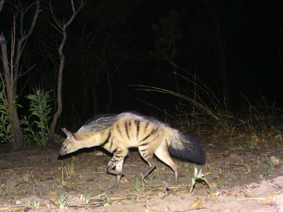 Aardwolf