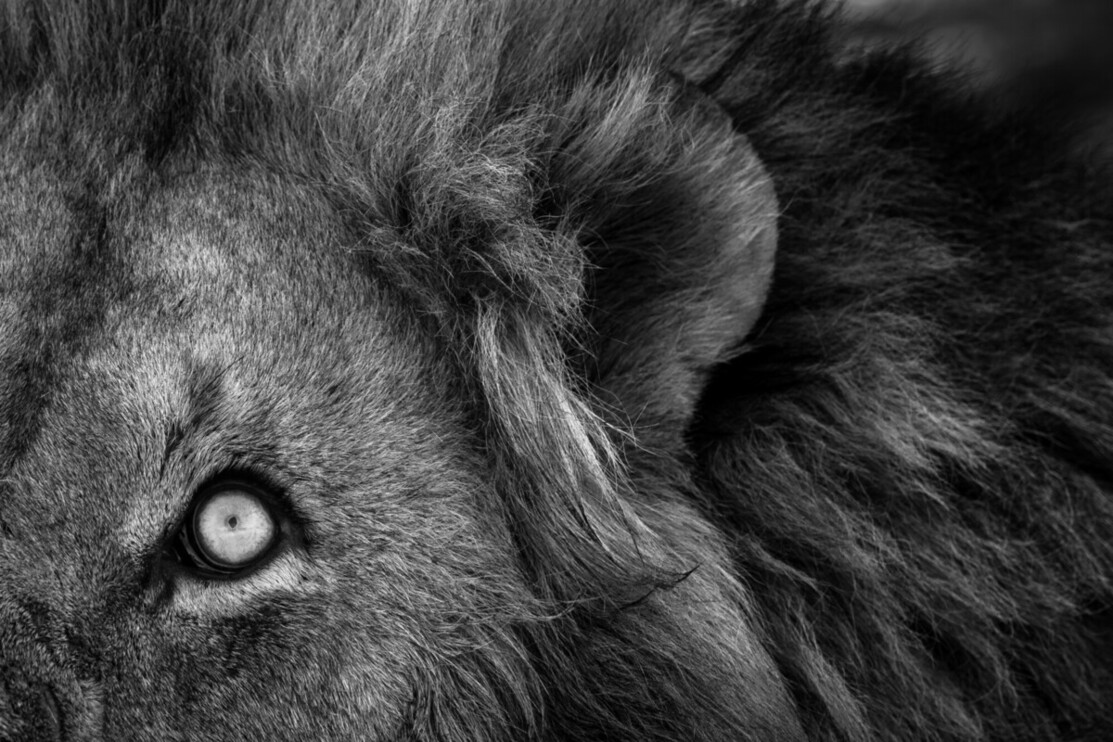 Close-up of a male lion