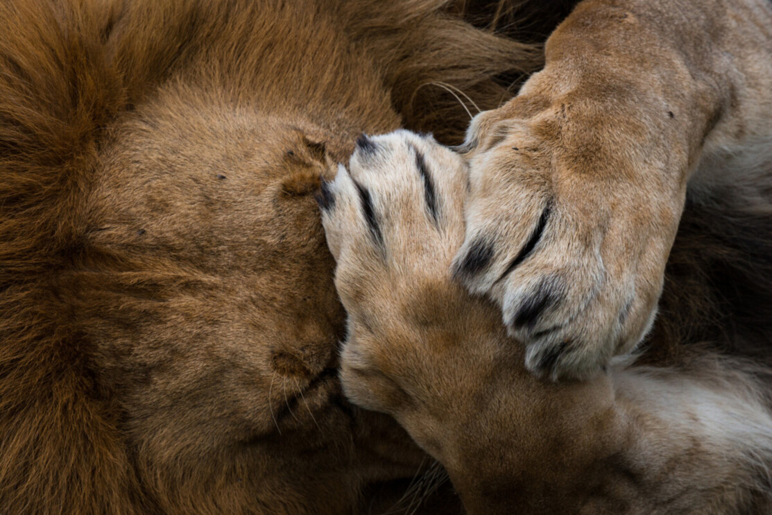 A lion covers its face with its paws