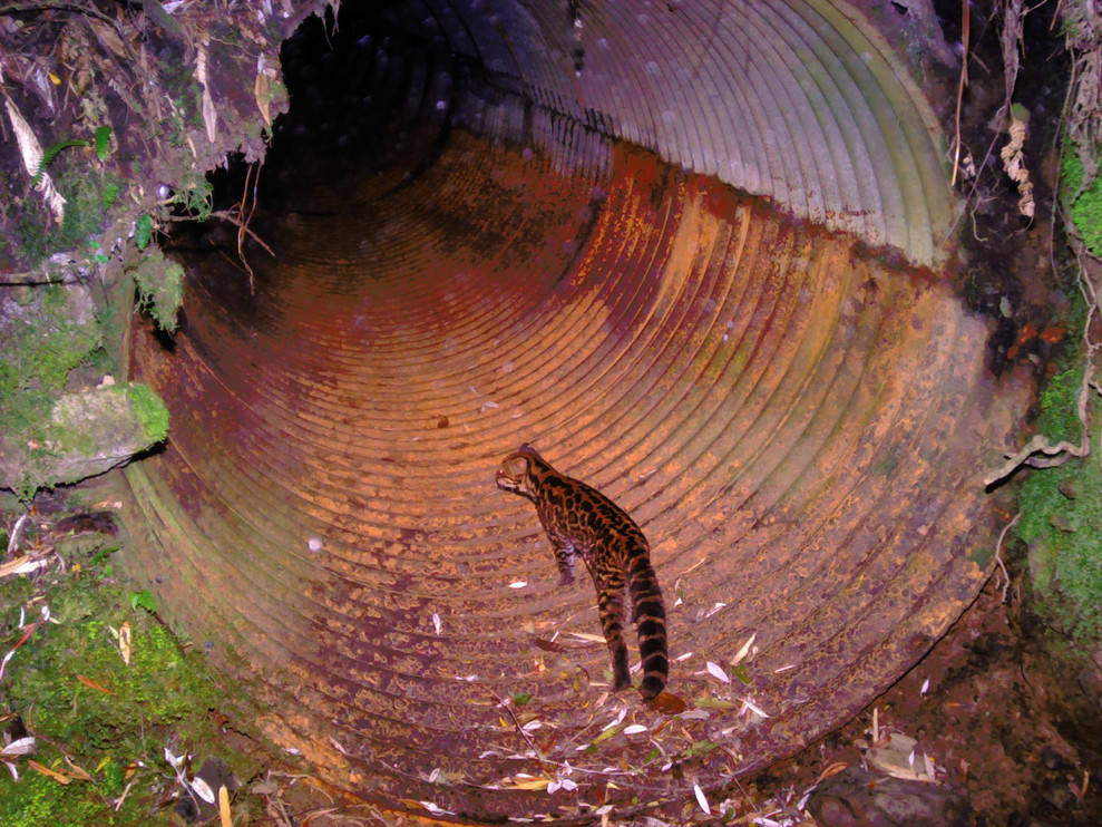 An oncilla stands in a culvert