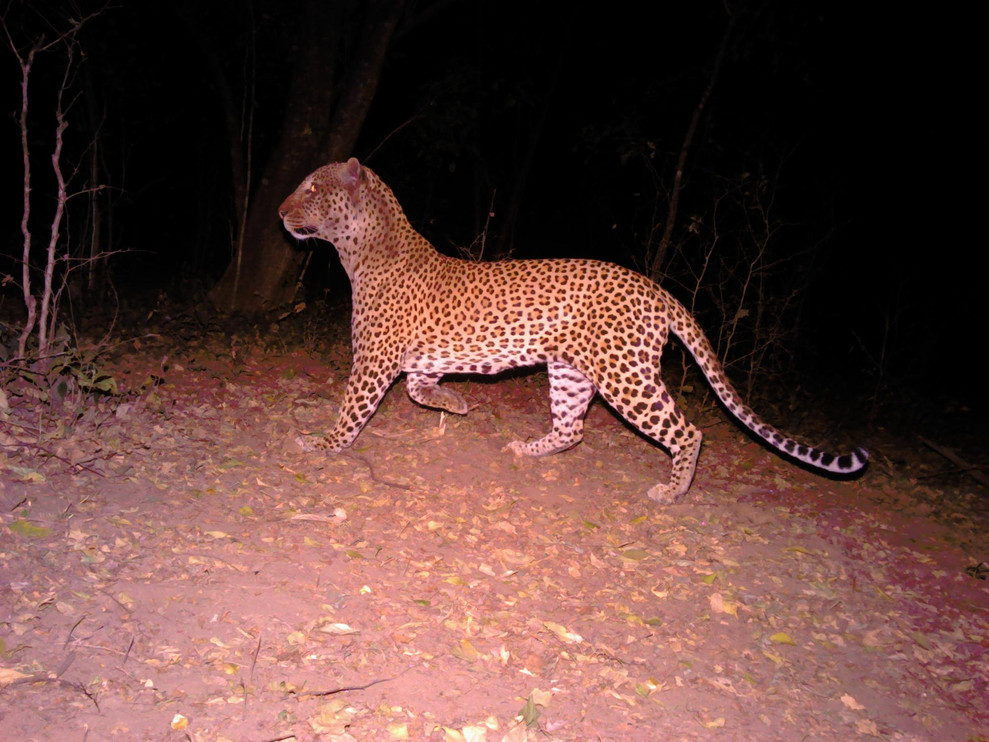 Leopard camera trap photo