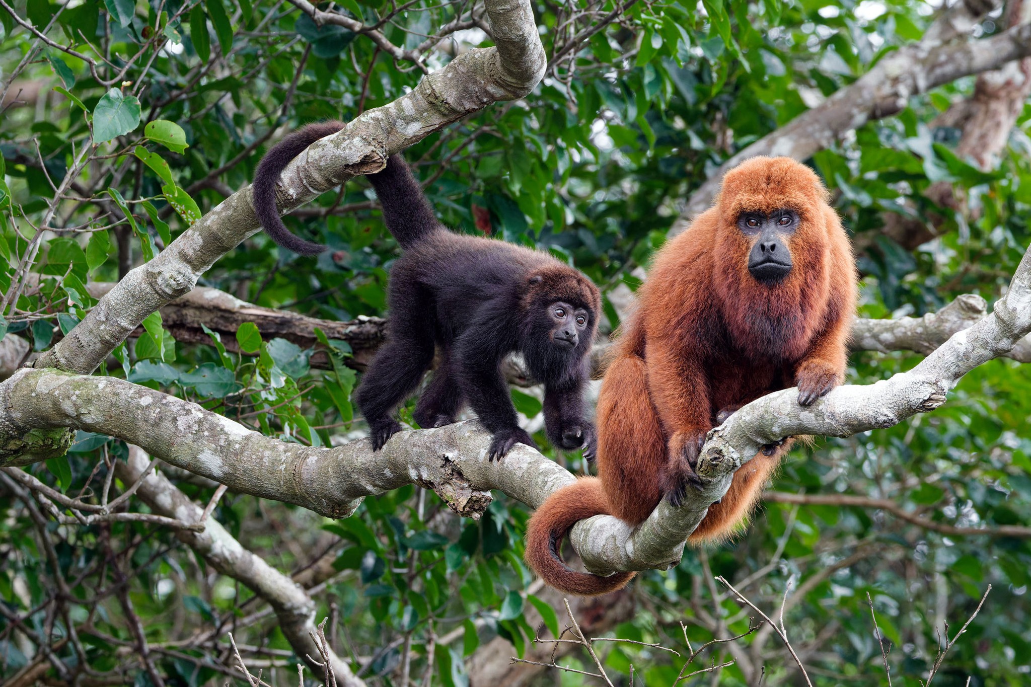 Howler monkeys