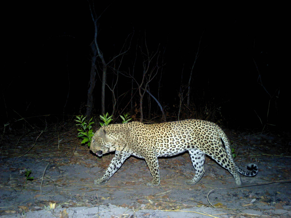Leopard camera trap photo