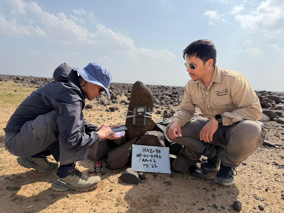 Field staff check camera traps in Saudi Arabia.